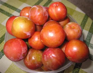 Сорт сливы Скороплодная 3