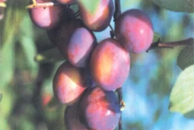 Сорт сливы домашней Венгерка Московская 0