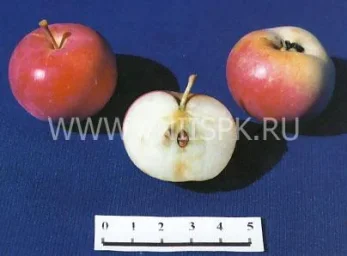 Сорт яблони Амурское Урожайное 0