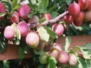 Сорт сливы китайской Уральские Зори (Слива Китайская)