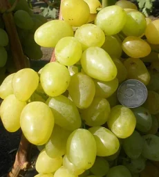 Сорт винограда Зарница 0