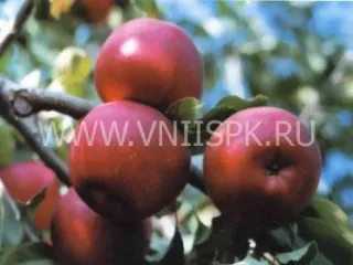 Сорт яблони Джонатан (Хорошавка Зимняя, Осламовское, Зимнее Красное)