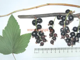 Сорт смородины черной Чёрный Жемчуг