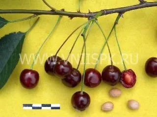 Сорт вишни Памяти Еникеева