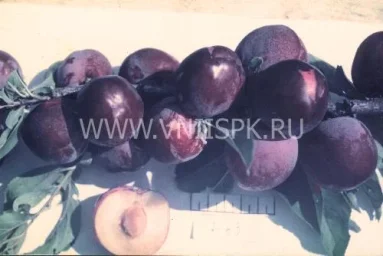 Сорт сливы китайской Сувенир Востока 0