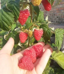 Сорт малины Амира 2