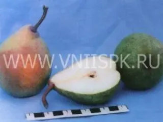 Сорт груши Нальчикская Костыка (Нальчикская Осенняя)