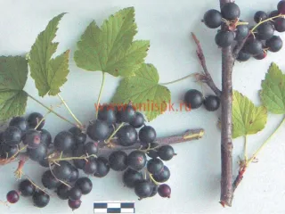 Сорт смородины черной Надина