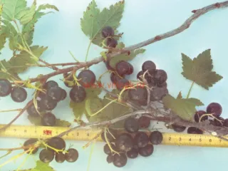 Сорт смородины черной Гера