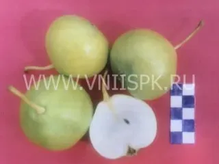 Сорт груши Ранняя