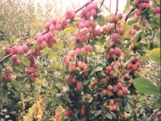 Сорт сливы домашней Нижегородская