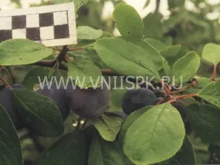 Сорт сливы домашней Виола