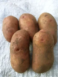Сорт картофеля Лапоть 3
