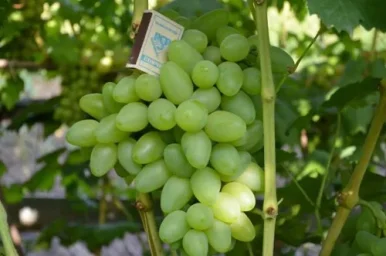 Сорт винограда Бажена 2