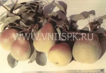 Сорт груши Кабардинка 0