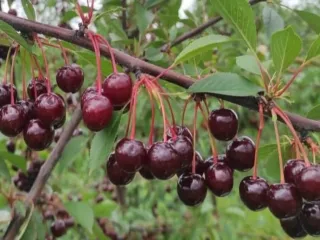 Сорт вишни Конкурентка