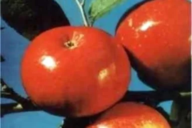 Сорт яблони Сентябрьское Красное 0