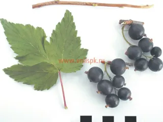 Сорт смородины черной Перепел