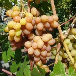 Сорт винограда Румба 2