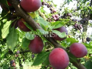 Сорт алычи Комета Поздняя