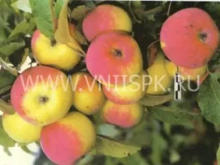 Сорт яблони Зарянка