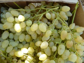 Сорт винограда Долгожданный 2