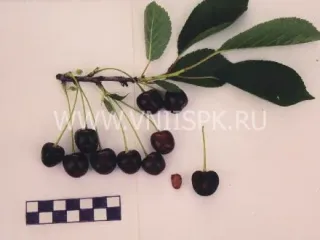 Сорт вишни Мелодия