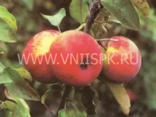 Сорт яблони Зимнее Полосатое
