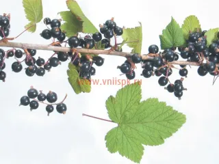Сорт смородины черной Чудное Мгновение