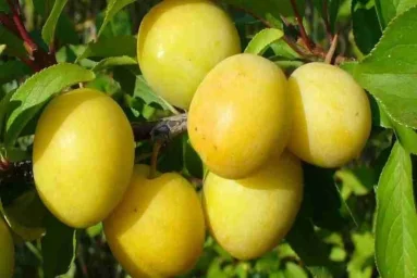 Сорт сливы китайской Уральская Золотистая 0