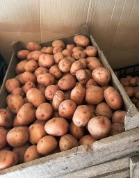 Сорт картофеля Крымская роза 0