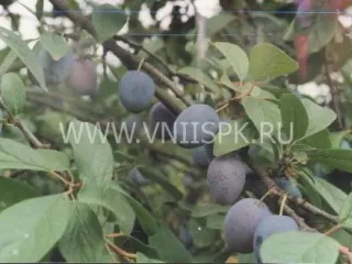 Сорт сливы домашней Смолинка