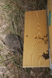 Вернулся с кочевки Вернулся с кочевки