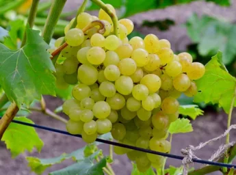Сорт винограда Кишмиш 342 (Кишмиш венгерский) 0