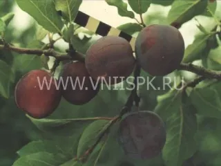Сорт сливы домашней Заречная Ранняя