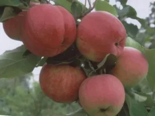 Сорт яблони Аксёна