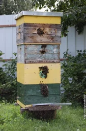 Пчелам раздолье Пчелам раздолье