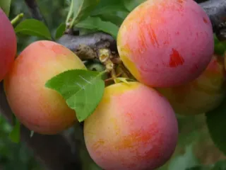 Сорт сливы Алтайская юбилейная