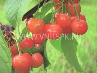 Сорт черешни Дончанка