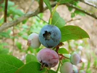 Сорт голубики Норт блю (Норд блю)