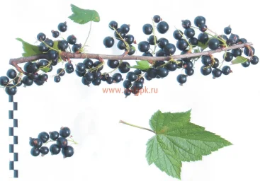 Сорт смородины черной Арапка 0