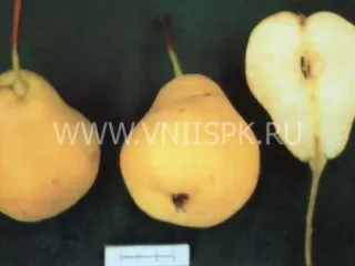 Сорт груши Астраханская Ранняя