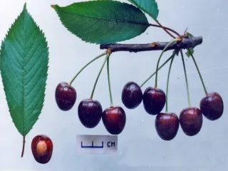 Сорт черешни Подарок Степанову
