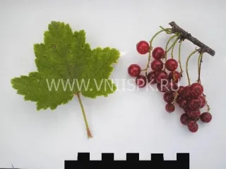 Сорт смородины красной Хрустящая