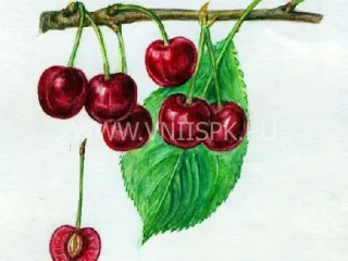 Сорт черешни Бигарро Бурлат