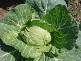 Сорт капусты Парел (F1)
