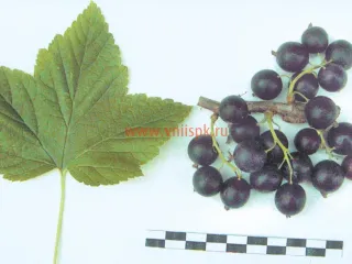 Сорт смородины черной Черкашинская