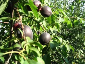 Сорт абрикоса Кубанский Черный 0
