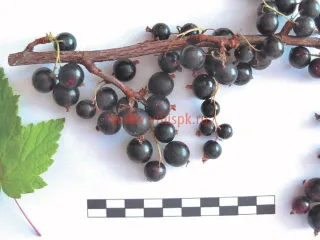 Сорт смородины черной Любимица Бакчара