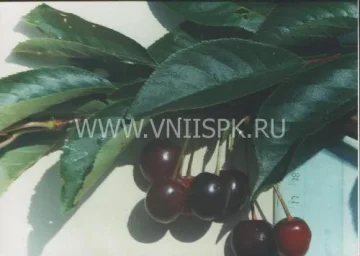 Сорт вишни Дымка 0